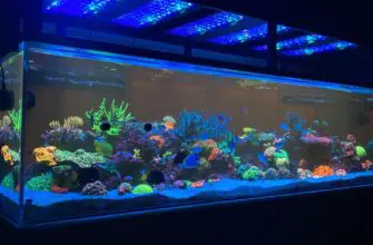 Best LED Reef Lights: a detailed guide